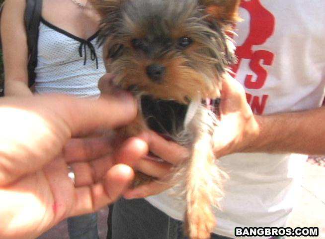 Who DID let the dogs out? bangbus Bang USA bangbros XXX