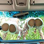 roundandbrown.com Twerk Time photo #1